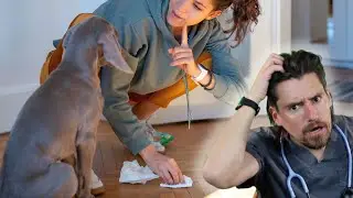 Is Your Dog Struggling to Pee? It Could Be Bladder Stones!