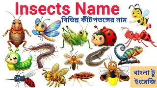 কীটপতঙ্গের নাম বাংলা ও ইংরেজিতে | Insects Name in English and Bengali | Kids Learning Video
