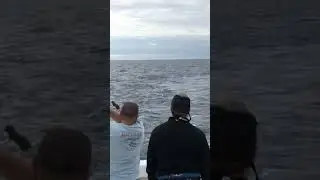 White Marlin bite right off the stern of the Intimidator