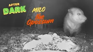 After Dark: Milo the Opossum Eating & Enjoying his Night