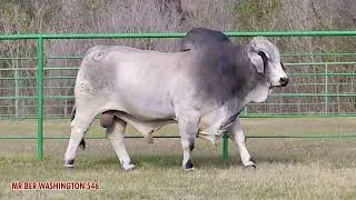 MR BER WASHINGTON 546 🎯 | Bulls Eye Ranch