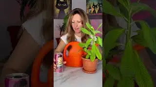 Wow 😻Kitten looks CUTE 😂#funnyshorts #tiktok #cat