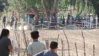 Hípico la Herradura, Alma mía 