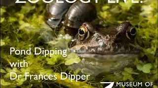 Zoology Live Pond Dipping with Dr Frances Dipper