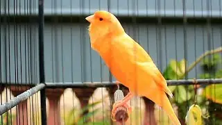 Canto lindo em HD do can&aacute;rio-belga &mdash; perfeito para treinar e estimular o acasalamento! 191