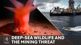 Does the world need deep-sea mining for the green tech revolution?