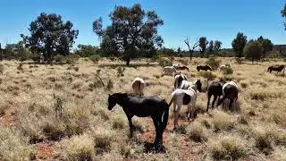 Wild horses!! 🐎🖤💛🖤