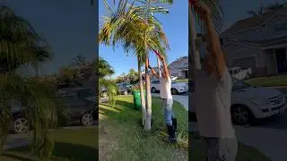 TRIMMING PALM TREE 🌴 💪 #shortsfeed #trending #satisfying #trimming #palmtrees #tree #garden #diy