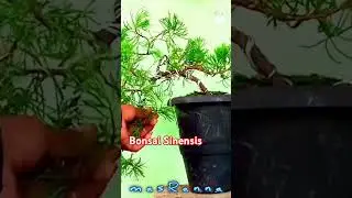 Tutorial Bonsai @masranna #shorts #bonsaisinensis #juniperchinensis #bonsaicemara #cemaraudang