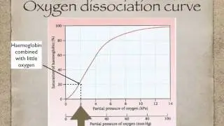 AS level G.4  Transport of oxygen (Ms Cooper)