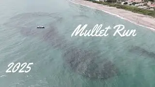 Mullet Run 2025 (Juno Beach Pier)