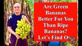 Are Green Bananas Better for You Than Ripe Bananas?