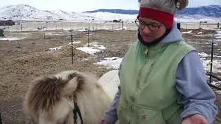 How I deal with a horse that bites!