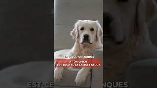 Est-ce que tu MANQUES &agrave; ton chien ?