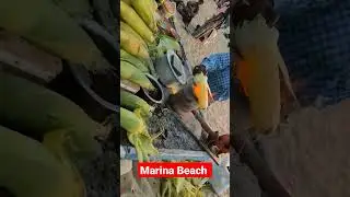 Roasted Corn On Coal Flame, Marina Beach #shorts #sangitalifestyle