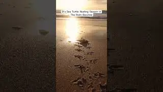 Sea turtle nesting season in The Palm Beaches🐢 #thepalmbeaches #LOVEThePalmBeaches 🎥 @benjhicks