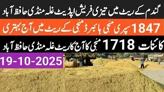 Paddy rate today/Dhan rate today Galla Mandi hafizabad.paddy 1847,1509,supri,lal86,kaynat 1718,1121