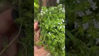 Тимьян ранний Albiflorus #ogorod #beautifulgarden #сад #garden #gardening