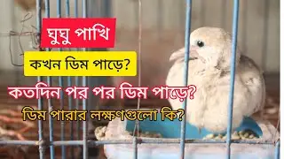 অস্ট্রেলিয়ান ঘুঘু কখন ও কতদিন পর পর ডিম পাড়ে//ডিম পারার লক্ষণগুলো কি//sign of laying egg🐦