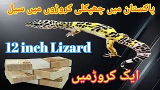lizard sale in pakistan 2024 | gecko price | tani expert
