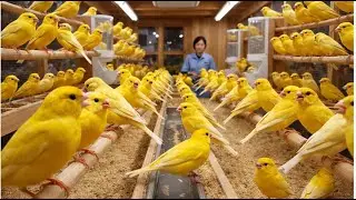 Inside a Massive Canary Farm &ndash; Daily Care, Breeding & Smart Systems