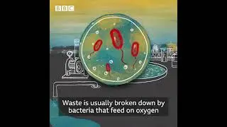BBC Report on Bangalore Sewage