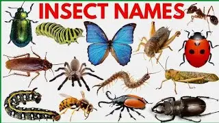 Learn Insect Names | Cute Insects Name | Learning Insect Names | Insect Names for Kids 