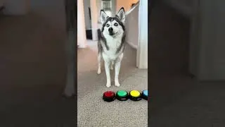Sapphie the pomsky has a self-care day