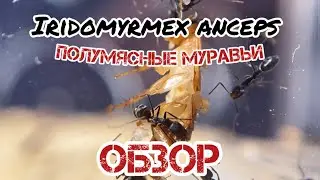 IRIDOMYRMEX ANCEPS - Обзор. В конце бонус! 