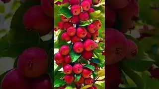 Farm Fresh Fruit cutting 🍊🍇 Relaxing Satisfying Ninja Skills 😍 ASMR sound of Nature 💚 Crab Apple 🍎🍎