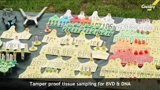 Caisley Eartag Tag range
