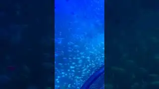 Underwater Tunnel Aquarium 💥#shorts #fish #underwater #tunnelaquarium  #nagercoil #exhibition #2023