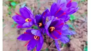 Exploring the World's Best Saffron from Kashmir - A Culinary Treasure