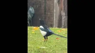 Magpie on the grass