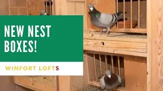 New 2022 Breeding Pigeon Setup