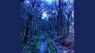 Cold Forest