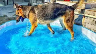 Giant Labrador Dog Enjoying Bath But German shepherd Hates TODAY - Dogs vs Bath | Hamari Fur Family