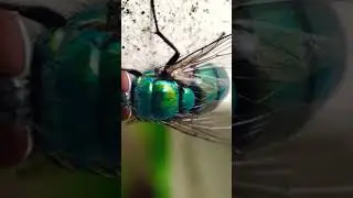 flies close up #flies #macro #closeup #insects #shortvideo