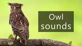 The sounds of Pel's fishing owls
