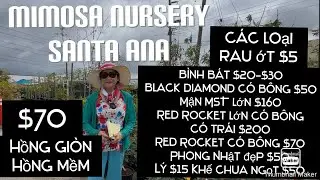 Mimosa Nursery Santa Ana Sale Nhiều C&acirc;y Ăn Tr&aacute;i Cho Dịp Lễ Easter Mận Red Rocket C&oacute; B&ocirc;ng $70 tt917