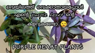 Purple Heart Plant Care in Malayalam | Purple Heart Propagation | AV Vlogs