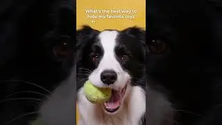 Ask a vet any pet question now on geniusvets.com! #telehealth #vetcare #petcare #geniusvets