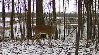 Next Turn Outdoors. Trail Cam. January 10-12, 2024. Deer, Opossum, Coon.