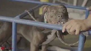 K9 dog training in Florida, looking forward to post more videos, what do you guys want to learn?