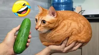 Try Not To Laugh 😂 New Funny Cats and Dogs 2026 😅