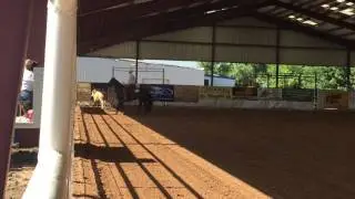 Especial Blue Lily - Amarillo AQHA Fence