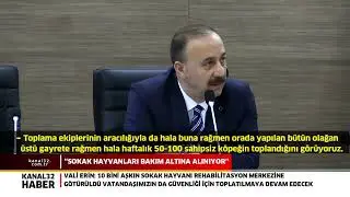 SOKAK HAYVANLARI BAKIM ALTINA ALINIYOR