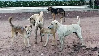 Bally is gang Bella no allow other male dogs stay close by || #1772 Nature Show