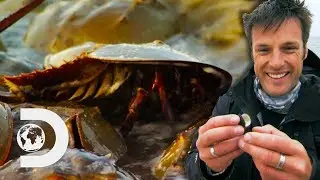 A Horseshoe Crab Invasion In New Jersey | Nick Baker's Weird Creatures