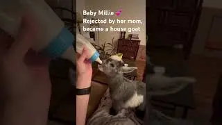 Bottle Feeding Baby Pygmy Goat Rejected by Mom #Millie #goat